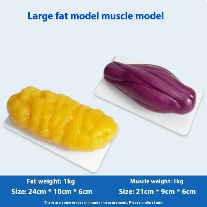 Human Muscle and Fat Replicas  - The Nutrition Fitness recension och pris